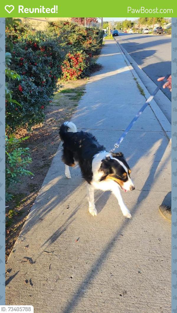 Reunited Male Dog last seen Alderson st, El Cajon, CA 92019