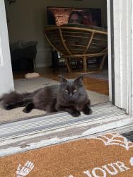 Lost Male Cat last seen 1st security bank, Edmonds, WA 98020