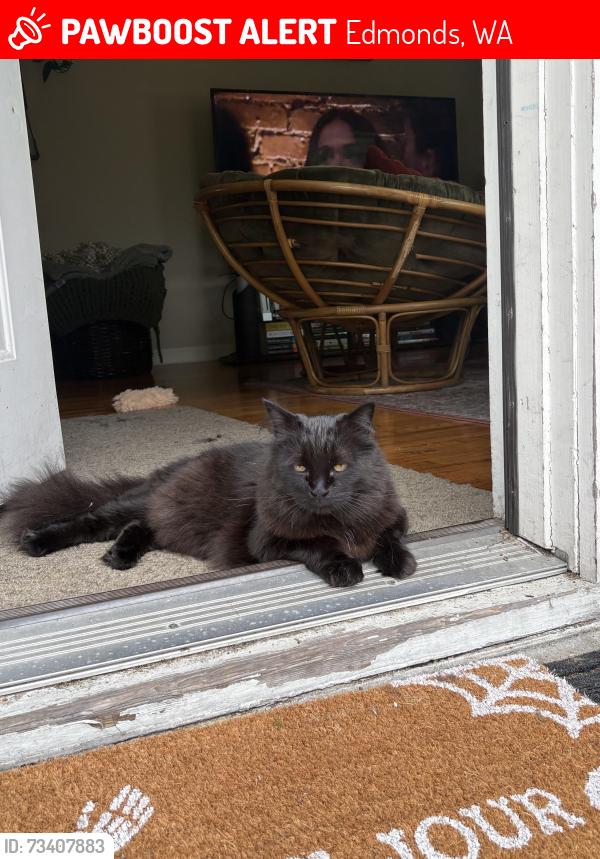 Lost Male Cat last seen 1st security bank, Edmonds, WA 98020