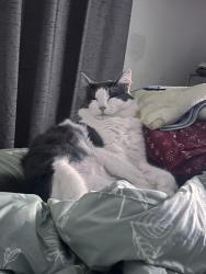 Reunited Male Cat last seen Stockton Blvd, Sacramento, CA 95823