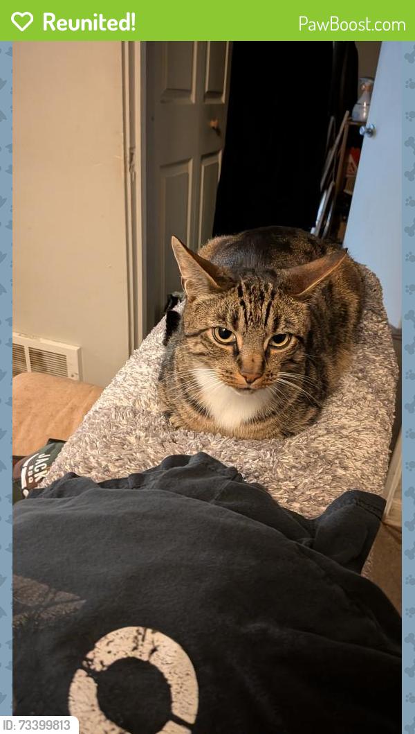 Reunited Male Cat last seen Ballard high school, Seattle, WA 98117