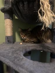 Reunited Female Cat last seen 4th Street and Daly Street, Philadelphia, PA 19148