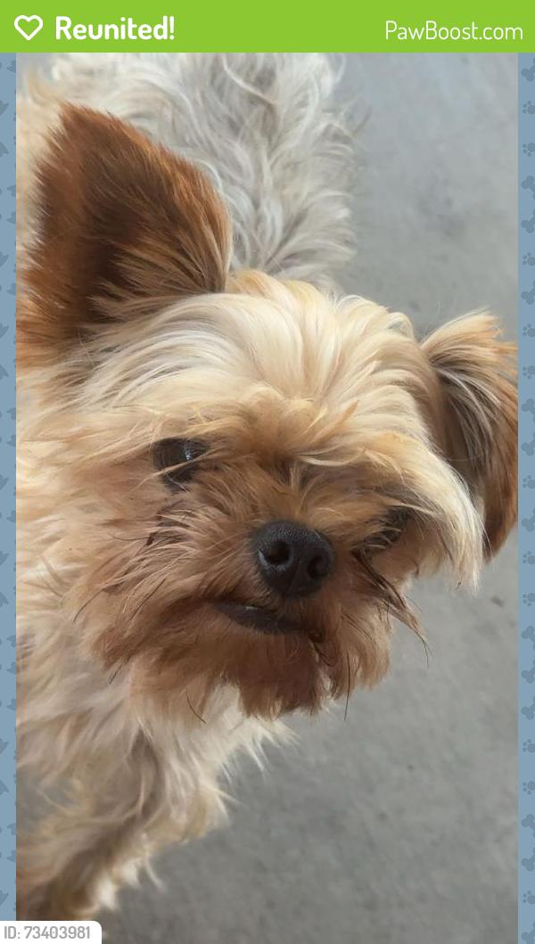 Reunited Male Dog last seen Near S Pennsylvania Ave, San Bernardino, CA 92410, USA, San Bernardino, CA 92410