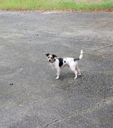 Reunited Male Dog last seen Ridgeway circle/ chase road, Cornelia, GA 30531