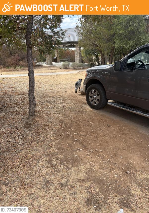 Found/Stray Unknown Dog last seen Eagle Mountain Park 76179, Fort Worth, TX 76179
