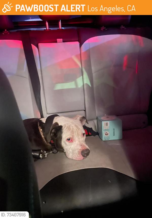 Found/Stray Male Dog last seen near Bakman & Magnolia (NOHO), Los Angeles, CA 91601