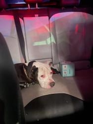 Found/Stray Male Dog last seen near Bakman & Magnolia (NOHO), Los Angeles, CA 91601