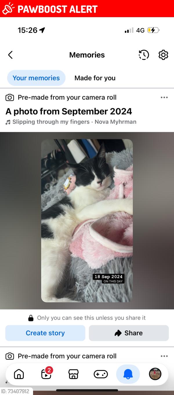 Lost Male Cat last seen Glasier road, Twynyrodyn, Wales CF47 0PP