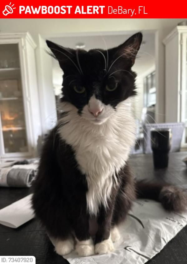 Lost Male Cat last seen Riviera Bella, DeBary, FL 32713