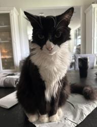 Lost Male Cat last seen Riviera Bella, DeBary, FL 32713