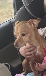 Reunited Female Dog last seen Bethel Church rd, Stafford County, VA 22405