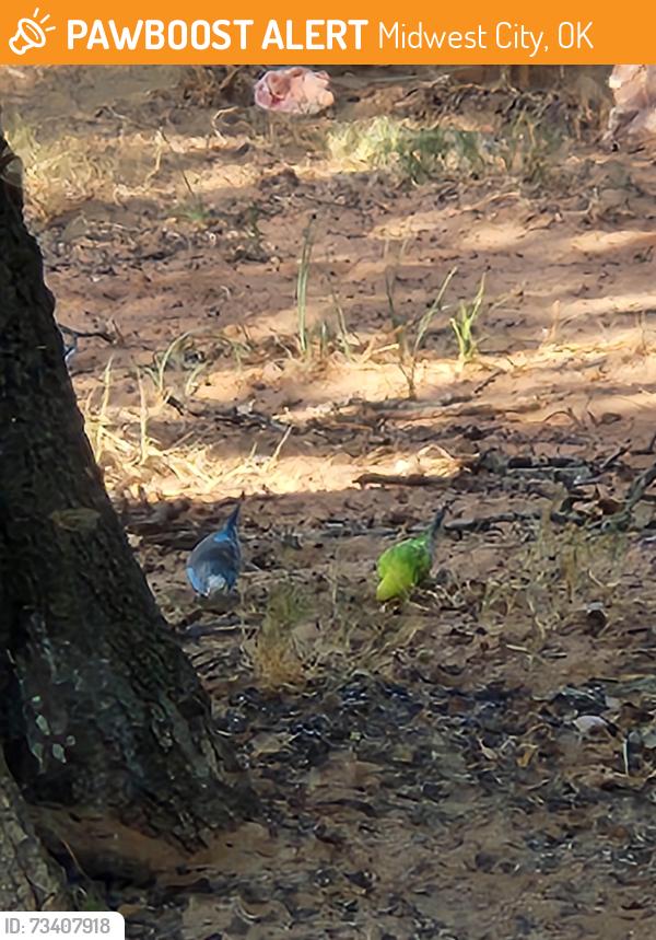 Found/Stray Unknown Bird last seen 15th and Anderson Rd, Midwest City, OK 73110