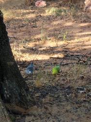 Found/Stray Unknown Bird last seen 15th and Anderson Rd, Midwest City, OK 73110