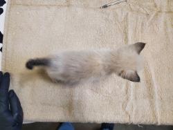 Shelter Stray Female Cat last seen Near N Citrus Avenue, Vista, CA, 92084, Oceanside, CA 92058, USA