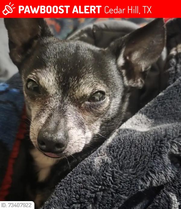 Lost Male Dog last seen Near dogwood Dr, Cedar Hill, TX 75104