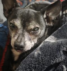 Lost Male Dog last seen Near dogwood Dr, Cedar Hill, TX 75104