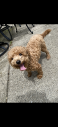 Reunited Female Dog last seen Sonnington Drive and Starford Drive, Dublin, OH 43016