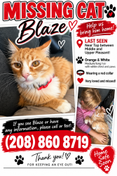 Lost Male Cat last seen Top and Middle, Caldwell, ID 83607