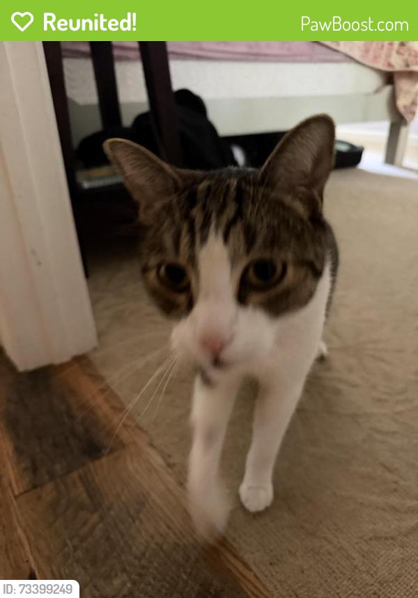 Reunited Male Cat last seen Del Rey,, Carlsbad, CA 92009