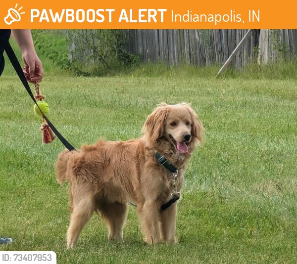 Found/Stray Male Dog last seen Epler and Mann, Indianapolis, IN 46221