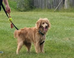 Found/Stray Male Dog last seen Epler and Mann, Indianapolis, IN 46221
