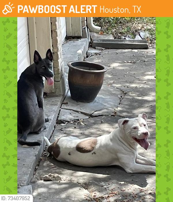 Found/Stray Unknown Dog last seen Briar Village, Houston, TX 77077