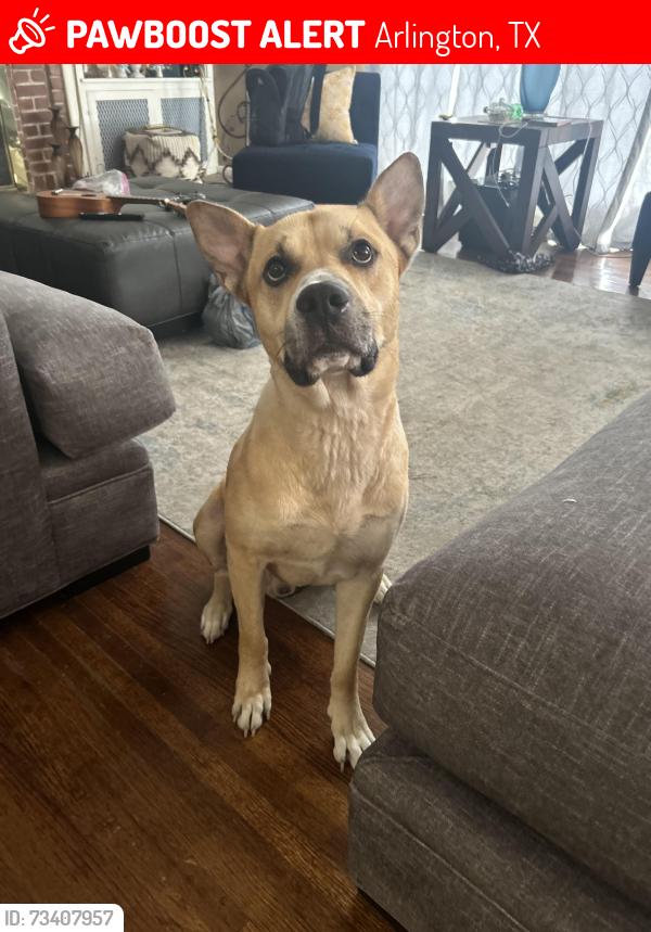 Lost Male Dog last seen Collins & park row, Arlington, TX 76010