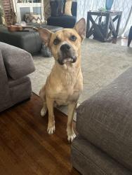 Lost Male Dog last seen Collins & park row, Arlington, TX 76010