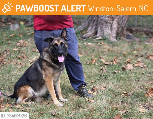 Found/Stray Male Dog last seen Old Hollow rd and Pulliams, Winston-Salem, NC 27105