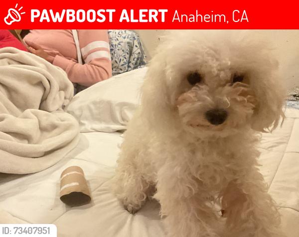 Lost Female Dog last seen Del Monte Drive cross Linhcon, Anaheim, CA 92804