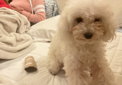 Lost Female Dog last seen Del Monte Drive cross Linhcon, Anaheim, CA 92804