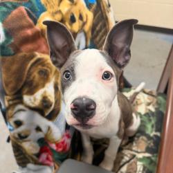 Shelter Stray Male Dog last seen , 2350 Appling City Cove, Memphis, TN 38133, USA