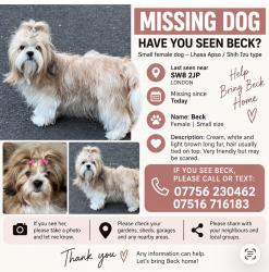 Lost Female Dog last seen Larkhal park, Greater London, England 