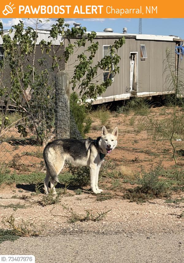 Found/Stray Unknown Dog last seen Maggie street, Chaparral, NM 88081