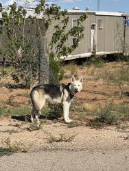 Found/Stray Unknown Dog last seen Maggie street, Chaparral, NM 88081
