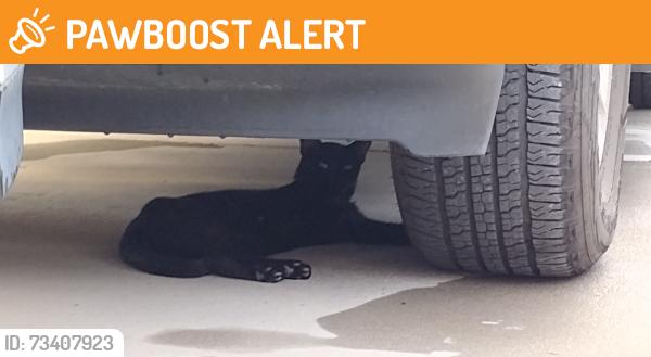 Found/Stray Male Cat last seen Mentor st, Dorchester County, SC 29483