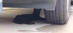 Found/Stray Male Cat last seen Mentor st, Dorchester County, SC 29483