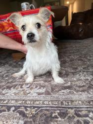 Found/Stray Male Dog last seen Natura Gardens, Miami Lakes, FL 33018