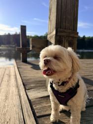 Lost Unknown Dog last seen Royalwood and state, North Royalton, OH 44133