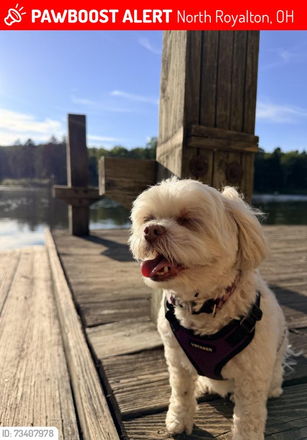 Lost Unknown Dog last seen Royalwood and state, North Royalton, OH 44133