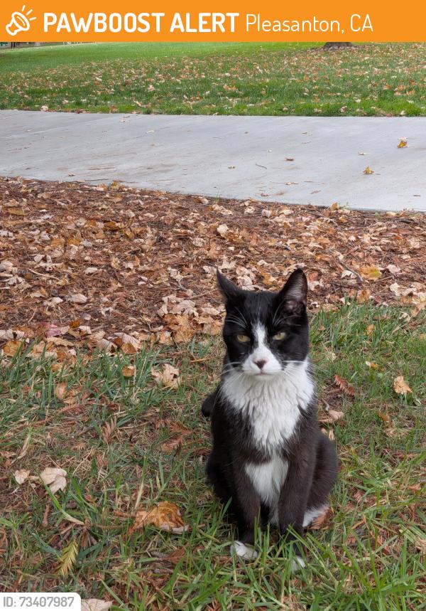 Found/Stray Unknown Cat last seen Near Oxsen street, Pleasanton, CA 94566