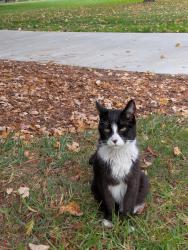 Found/Stray Unknown Cat last seen Near Oxsen street, Pleasanton, CA 94566