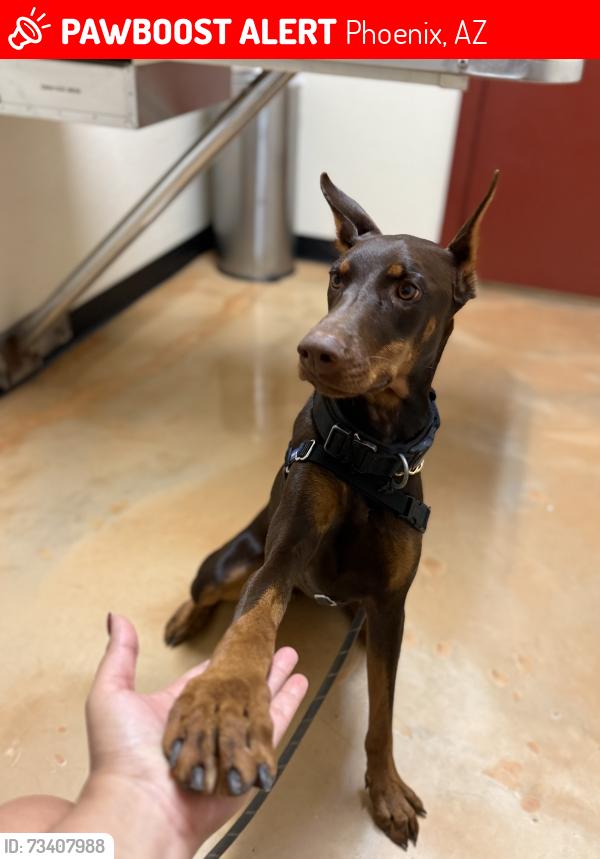 Lost Female Dog last seen 29th & Campbell ave, Phoenix, AZ 85017