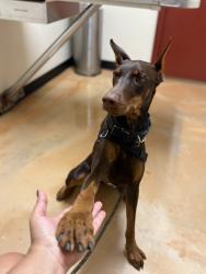 Lost Female Dog last seen 29th & Campbell ave, Phoenix, AZ 85017
