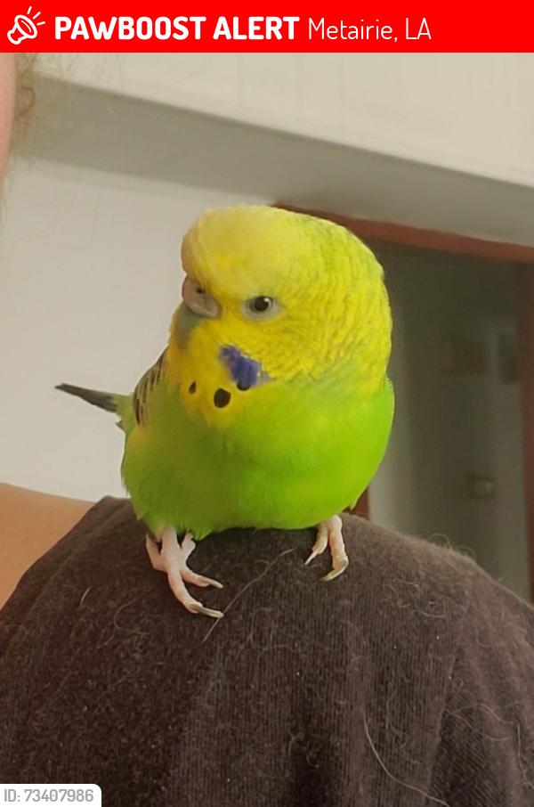 Lost Female Bird last seen Bonnabel and Veterans, Metairie, LA 70005