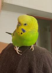 Lost Female Bird last seen Bonnabel and Veterans, Metairie, LA 70005