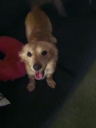 Reunited Male Dog last seen Alma school rd and 2nd street, Mesa, AZ 85201
