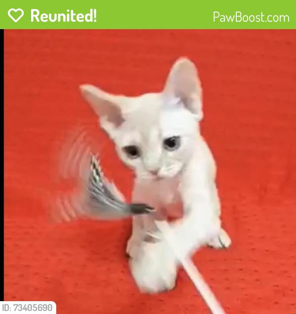 Reunited Female Cat last seen Monte Verde, South San Francisco, CA 94080