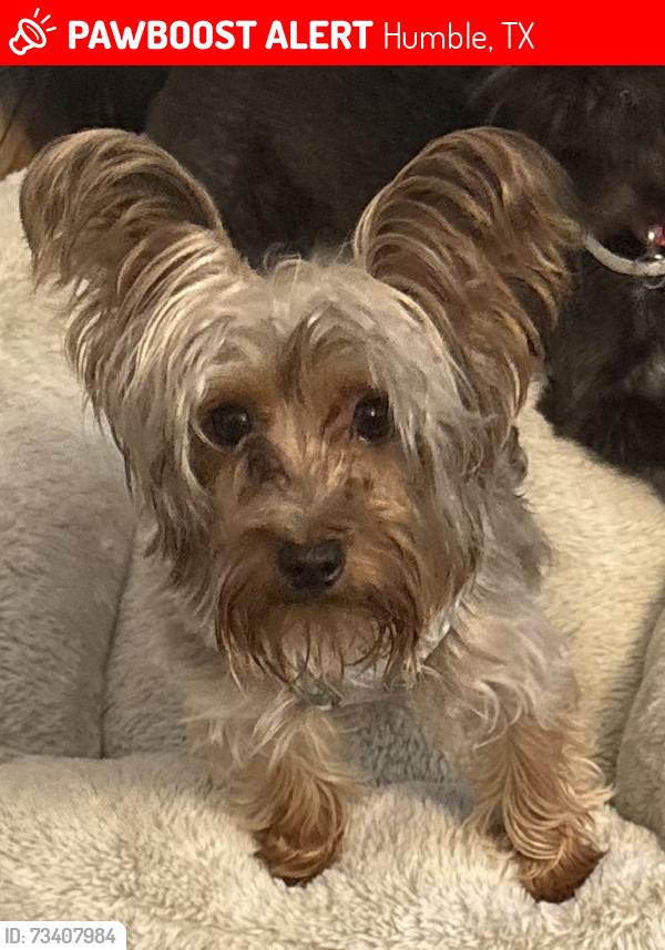 Lost Male Dog last seen Near June forest dr and falcon forest drive in atascocita, tx, Humble, TX 77346