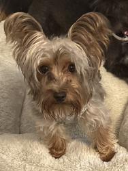 Lost Male Dog last seen Near June forest dr and falcon forest drive in atascocita, tx, Humble, TX 77346